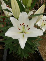 [5533 PO36 White Mark No02.JPG]